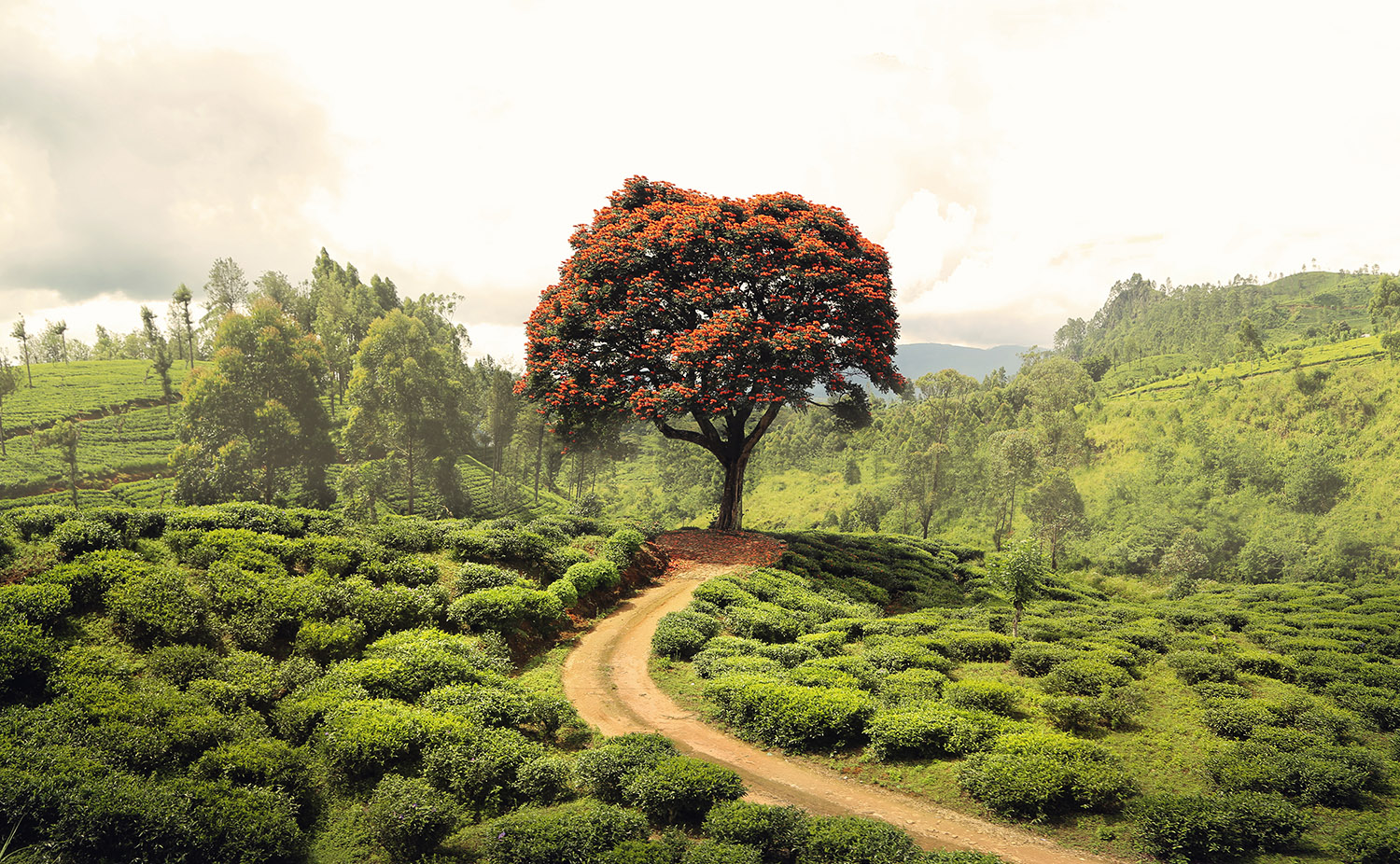 Doctors in Scotland can now prescribe nature to their patients.